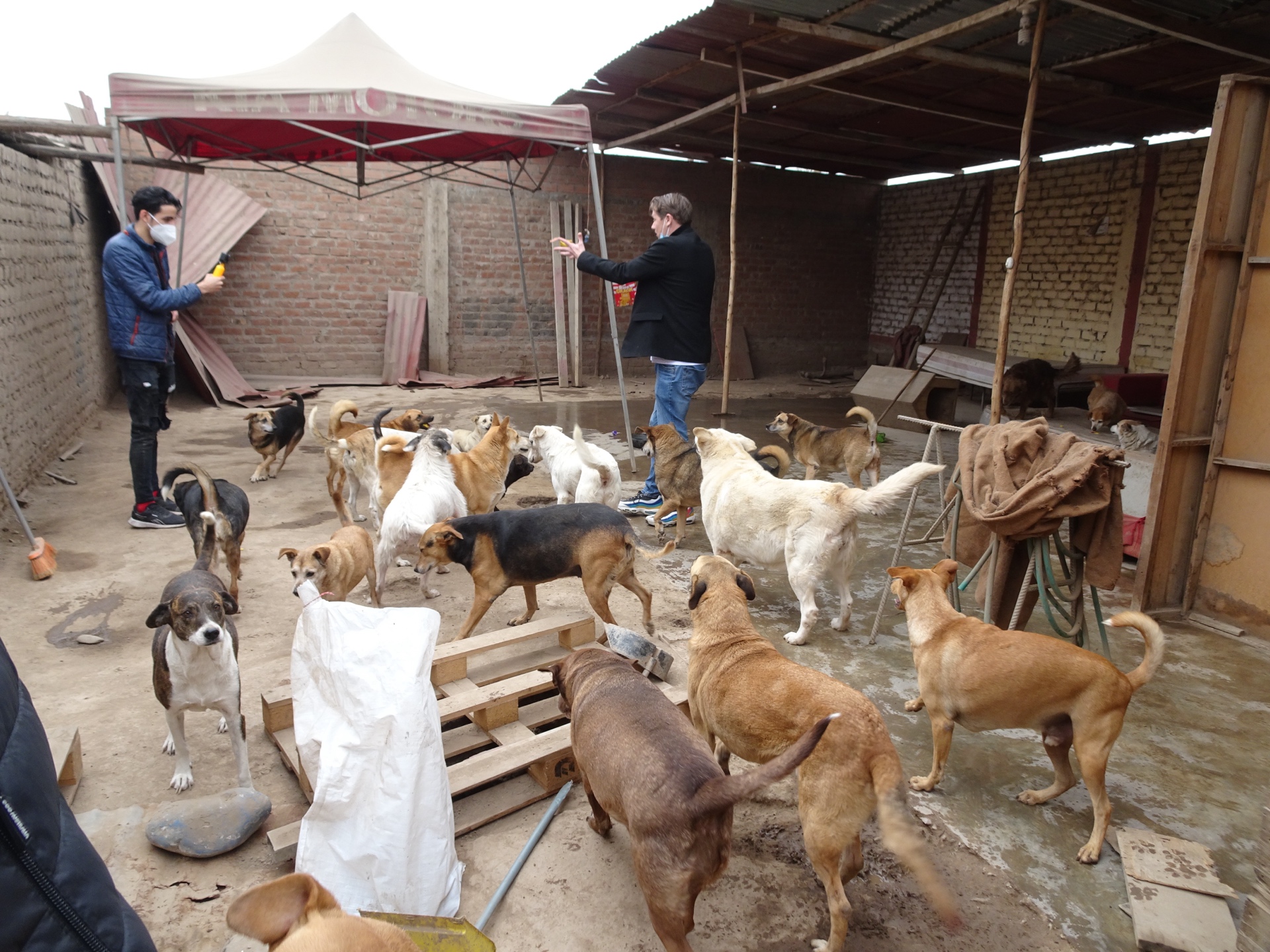 Overcrowded government dog lot in Lima, Peru