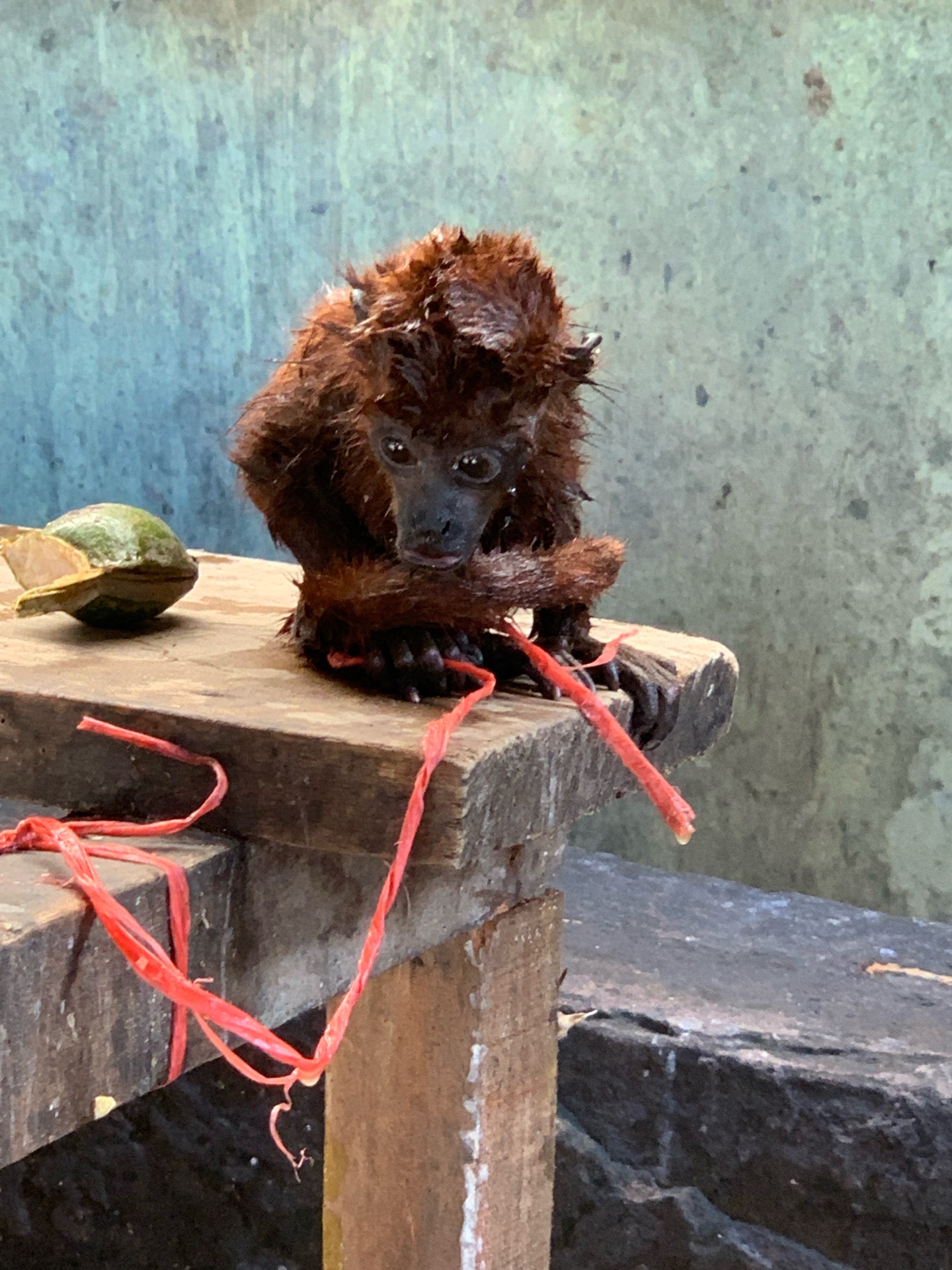 Baby monkey sold at a wet market in Peru
